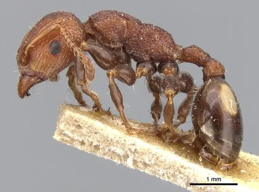 Podomyrma adelaidae - CASENT0901997