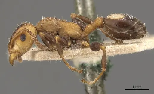 Podomyrma adelaidae - CASENT0908964