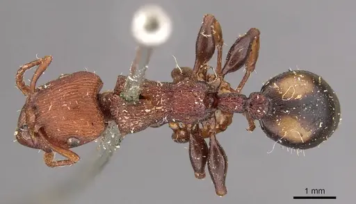 Podomyrma adelaidae - CASENT0908965