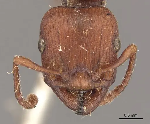Podomyrma adelaidae - CASENT0908965