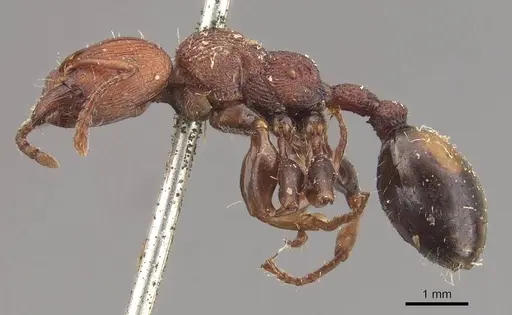 Podomyrma adelaidae - CASENT0908965