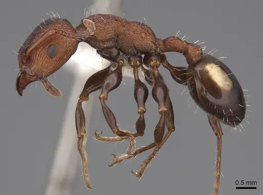 Podomyrma adelaidae - CASENT0922804