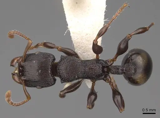 Podomyrma adelaidae - CASENT0922805