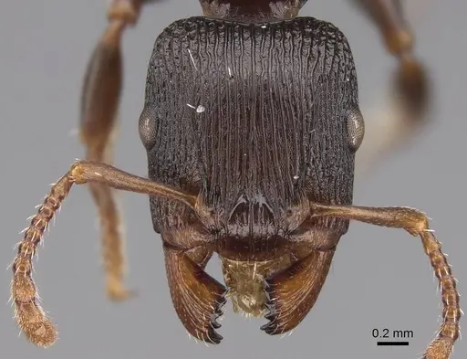 Podomyrma adelaidae - CASENT0922805