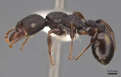 Podomyrma adelaidae - CASENT0922805