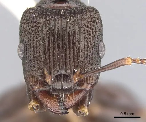 Podomyrma alae specimen