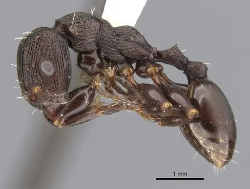 Podomyrma alae specimen