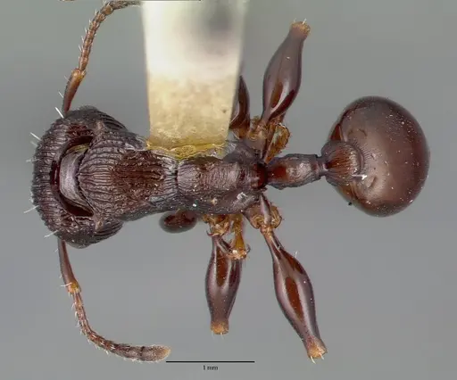 Podomyrma alae - CASTYPE06980