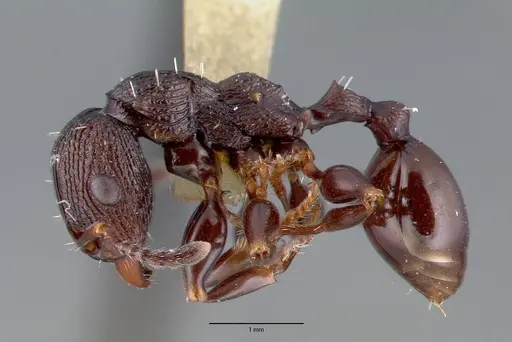 Podomyrma alae - CASTYPE06980