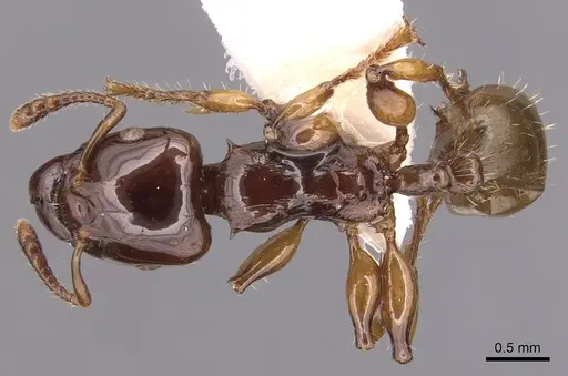 Podomyrma albertisi specimen