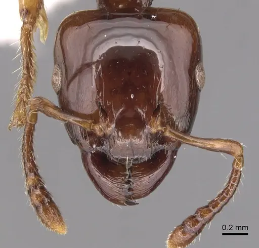 Podomyrma albertisi specimen