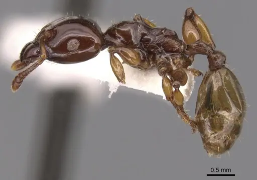 Podomyrma albertisi specimen