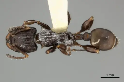 Podomyrma basalis specimen