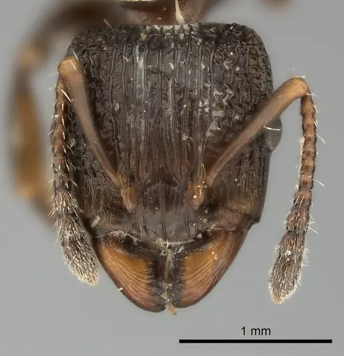 Podomyrma basalis specimen
