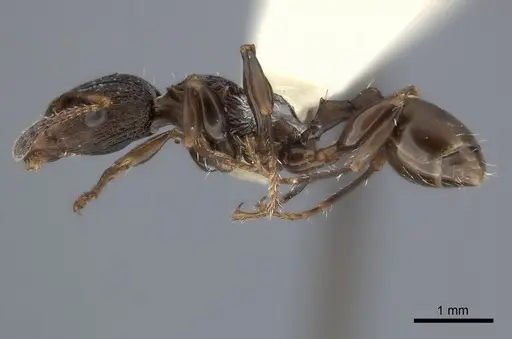Podomyrma basalis specimen