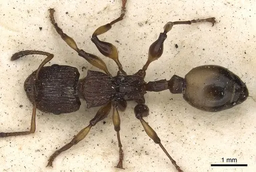 Podomyrma basalis - CASENT0901389