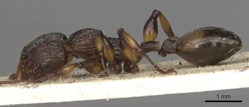 Podomyrma basalis - CASENT0901389