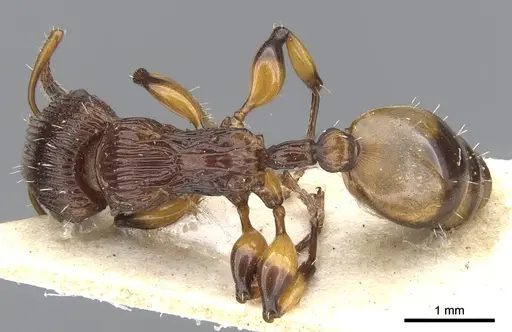 Podomyrma basalis - CASENT0901998