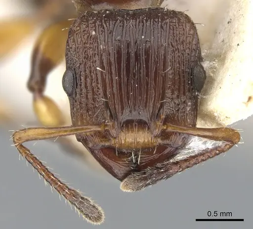 Podomyrma basalis - CASENT0901998