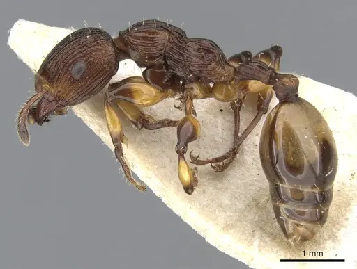 Podomyrma basalis - CASENT0901998