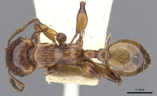 Podomyrma basalis - CASENT0902007