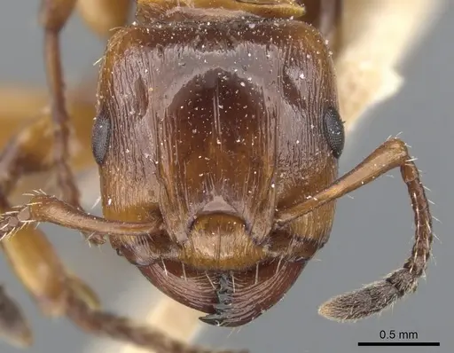 Podomyrma basalis - CASENT0902007