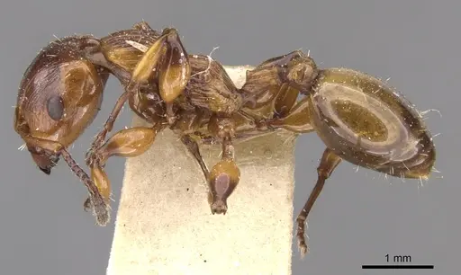 Podomyrma basalis - CASENT0902007