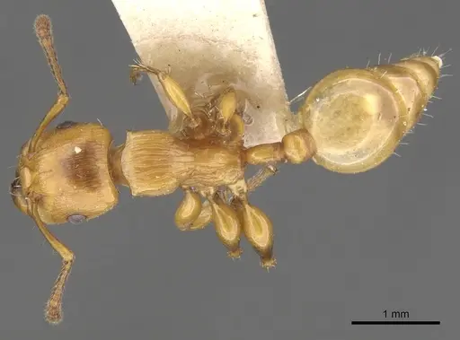 Podomyrma basalis - CASENT0902008