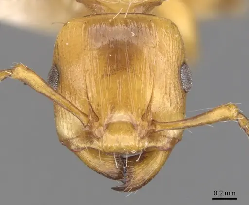 Podomyrma basalis - CASENT0902008