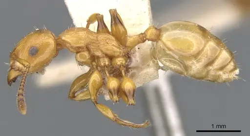 Podomyrma basalis - CASENT0902008