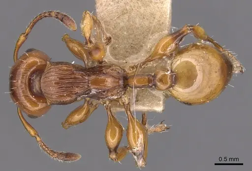 Podomyrma basalis - CASENT0904709