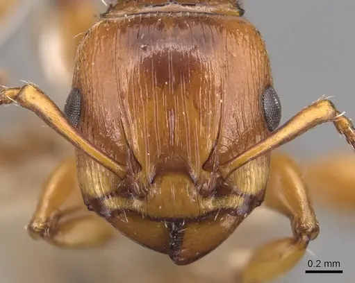 Podomyrma basalis - CASENT0904709