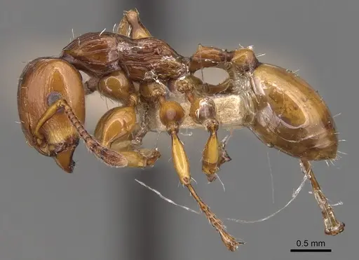 Podomyrma basalis - CASENT0904709