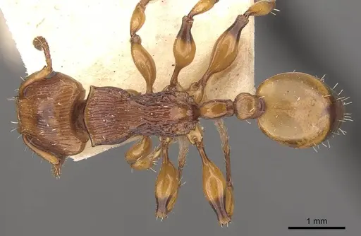 Podomyrma basalis - CASENT0908966