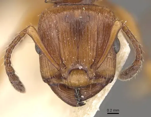 Podomyrma basalis - CASENT0908966