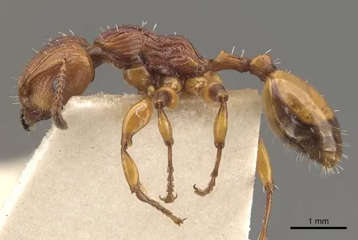 Podomyrma basalis - CASENT0908966