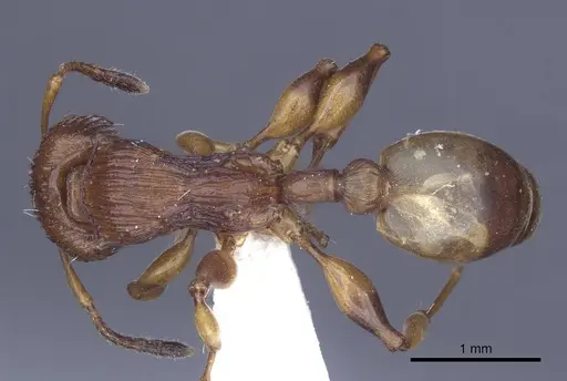 Podomyrma basalis - CASENT0916780