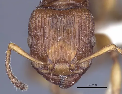 Podomyrma basalis - CASENT0916780