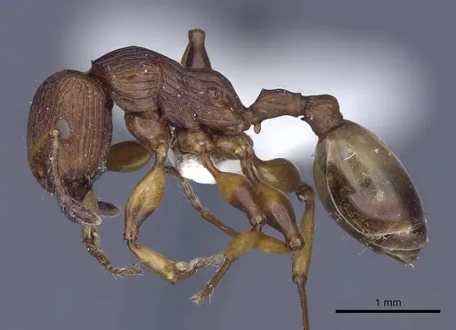 Podomyrma basalis - CASENT0916780