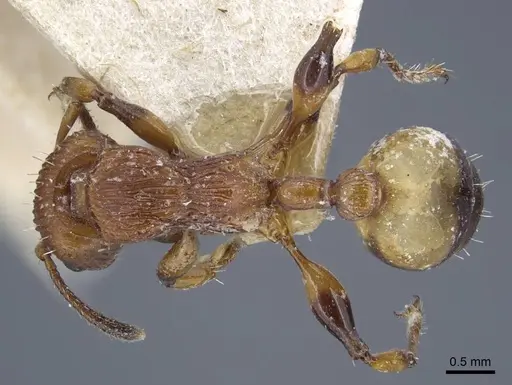 Podomyrma basalis - CASENT0917034