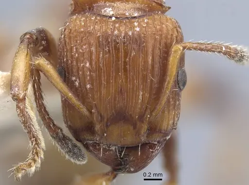 Podomyrma basalis - CASENT0917034