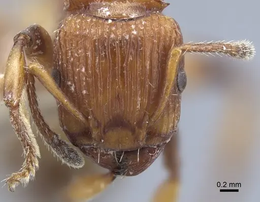 Podomyrma basalis - CASENT0917034