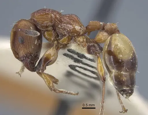 Podomyrma basalis - CASENT0917034