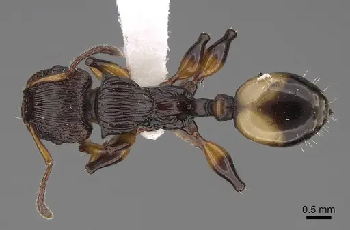 Podomyrma basalis - CASENT0922806