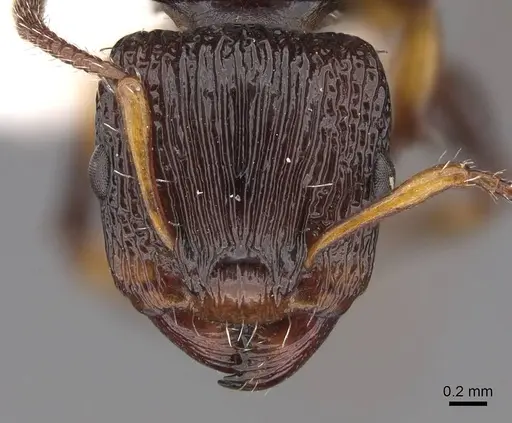 Podomyrma basalis - CASENT0922806