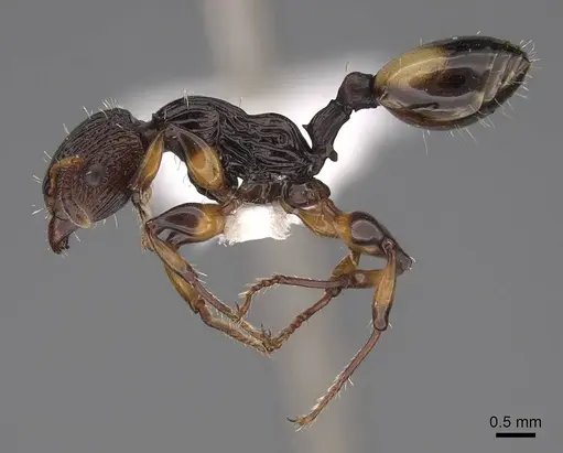 Podomyrma basalis - CASENT0922806