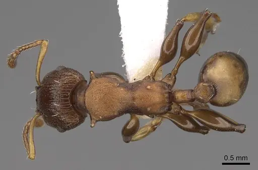 Podomyrma basalis - CASENT0922807