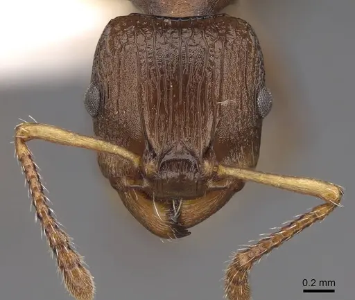 Podomyrma basalis - CASENT0922807