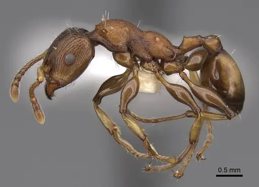 Podomyrma basalis - CASENT0922807