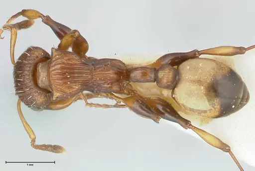 Podomyrma basalis - FOCOL1958